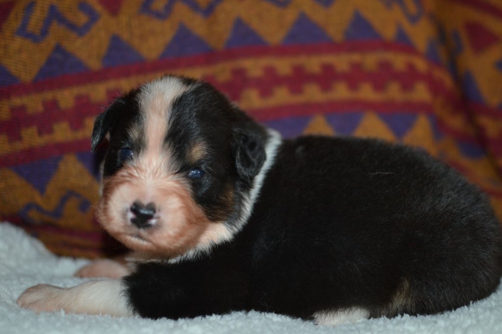 des Champs de l'Aigue - Chiot disponible  - Berger Australien