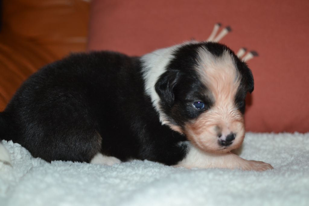 des Champs de l'Aigue - Chiot disponible  - Berger Australien