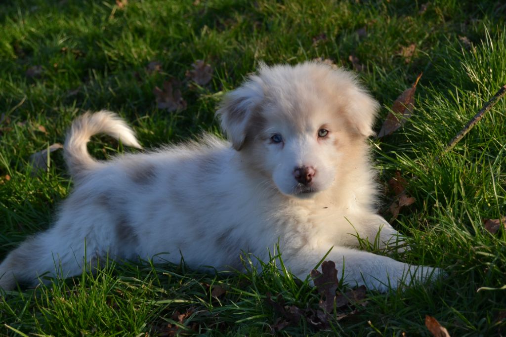 des Champs de l'Aigue - Chiot disponible  - Berger Australien